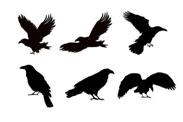 Set of silhouettes of ravens, crows, isolated. vector illustration