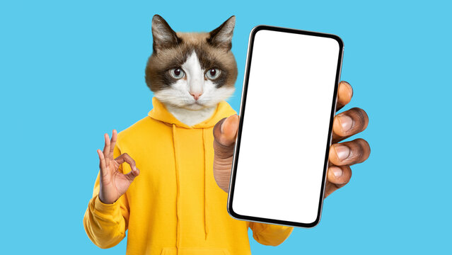 Wall Mural - Cute pussy cat showing okay and cell phone, mockup