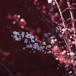 Sakura-drzewo wiśni, kwiat wiśni.