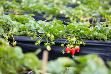 Wall Mural - Strawberry field in Miaoli of Taiwan