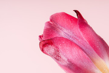 Wall Mural - Pink tulip in water drops close-up against a pink background.