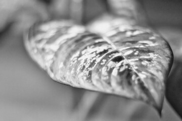 close up of a leaf of a exotic palm