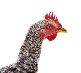 Canvas Print - Head of a gray chick.