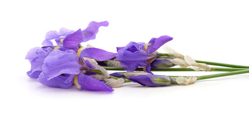 Wall Mural - Bouquet of violet irises.