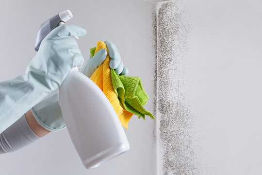 hands with glove and spray bottle isolated on wall with mold. eliminate mold with specialized anti-m