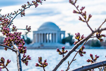 Pre-Bloom Cherry Blossoms In Washington DC