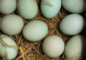 Duck egg on straw. sign, symbol. close up