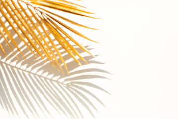 Wall Mural - Blur of coconut leaf with shadow on white background.Tropical and holiday summer concepts ideas.