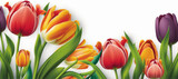 Fototapeta Tulipany - Tulip border on white background as digital illustration (Generative AI)