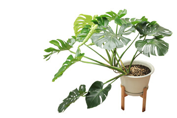 Wall Mural - Green monstera tree in pot on transparent background.