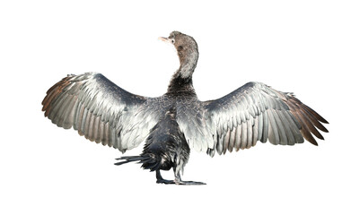 Wall Mural - Little cormorant or Javanese cormorant spread wings isolated on transparent background.