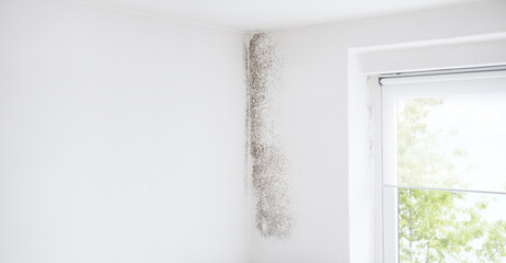 wall and window with mold, banner with copy space, defeat mold and preserve home with specialized an