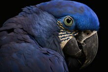Portrait Of Hyacinth Macaw. Generative AI