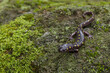 Spotted Salamander, Ambystoma maculatum, on mossy forest floor during breeding season, near a vernal pool