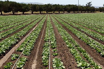 Sticker - Paisaje de campo de cultivo de verduras.