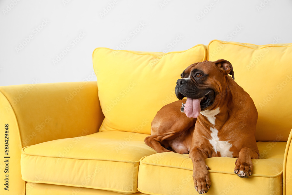 Boxer dog lying on yellow sofa near light wall