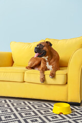Wall Mural - Boxer dog lying on yellow sofa near light wall