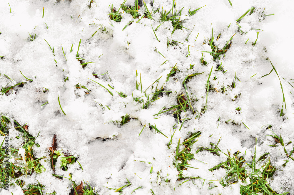 Green grass covered with snow on winter day