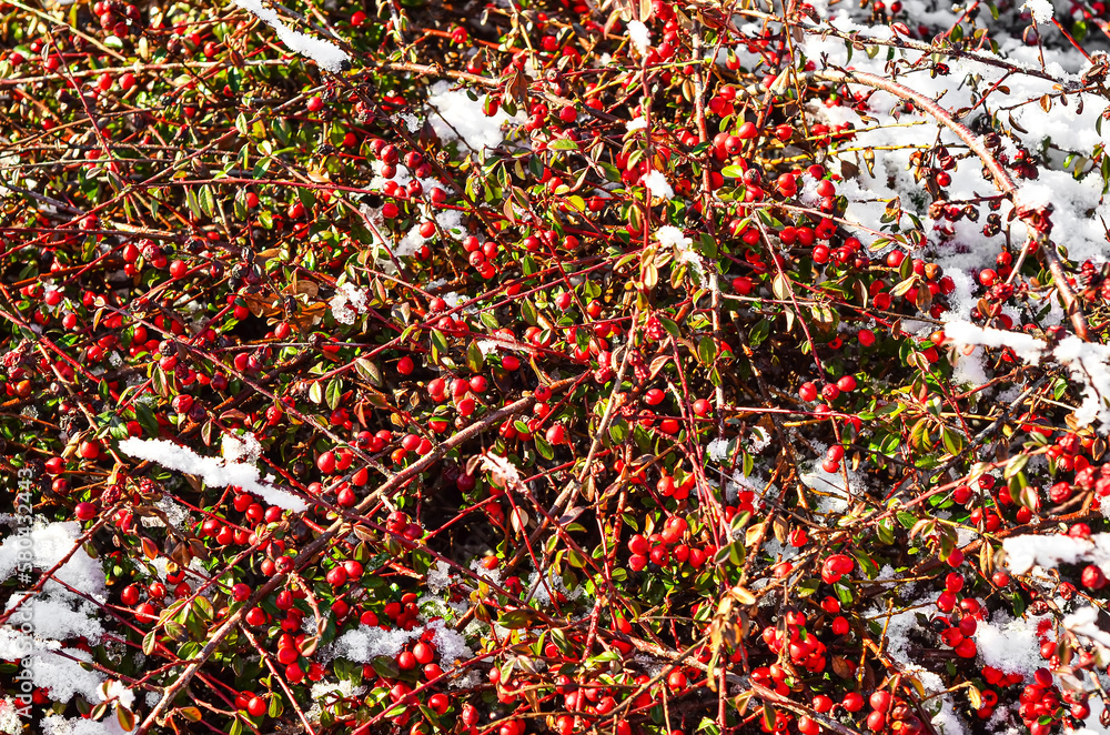 Plant with red berries and snow on winter day, closeup