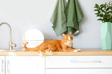 Cute Red Cat Lying On Counter In Light Kitchen