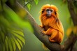 An endangered Golden lion tamarin (Leontopithecus rosalia) sitting on a tree in one of the few remaining patches of Atlantic rainforest where they still live, Silva Jardim, Rio de Janeiro state, Brazi