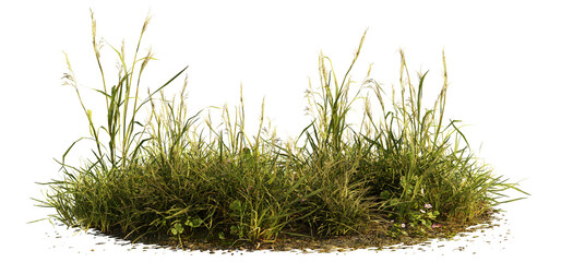 grass patch with clover, meadow scene isolated on transparent background