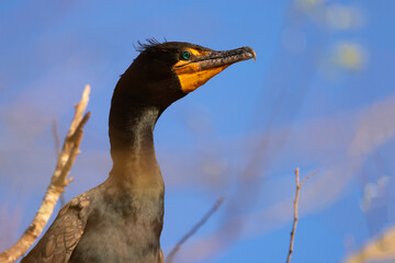 Wall Mural - A closeup portrait of a double-crested cormorant (Phalacrocorax auritus), a common bird found around water in southwest Florida