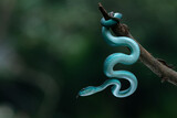 Title
Close up shot of female blue white lipped Island pit viper snake Trimeresurus insularis hanging on a branch with bokeh background