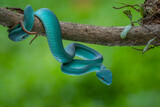 Fototapeta Zwierzęta - Title	
Close up shot of female blue white lipped Island pit viper snake Trimeresurus insularis hanging on a branch with bokeh background