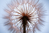 Fototapeta Dmuchawce - view inside dandelion flower against blue background. abstract macro background. 
