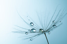 Dandelion Seed With Water Drops On Blue Background.