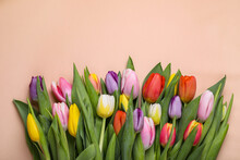 Beautiful Colorful Tulips On Pale Pink Background, Flat Lay. Space For Text