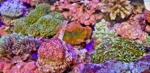 Wall Mural - Beautiful underwater life with colorful corals