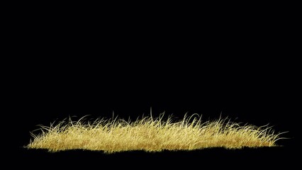 Wall Mural - yellow grass wind strong seamless loop with alpha channel. element footage place on footage or backg