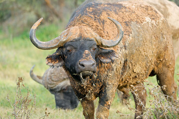 Wall Mural - portrait of an african buffalo (syncerus caffer) covered in mud, mokala national park, south africa.