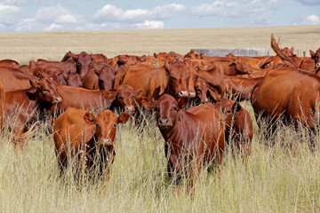 Wall Mural - Herd of free-range cattle in grassland on a rural farm, South Africa.