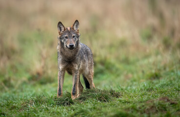 Wall Mural - Grey wolf ( Canis lupus ) close up