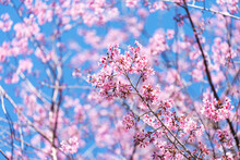 Pink Blossom With Blue Sky Background. Branches Of Wild Himalayan Cherry (Prunus Cerasoides) With Vibrant Pink Cherry Blossoms On Their Branches On Blue Sky Background With Copy Space (soft Focus)