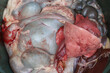 Internal organs of slaughtered sheep goat lamb cow
