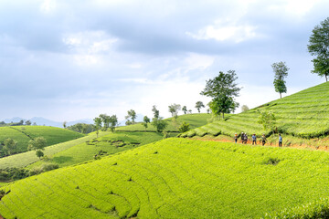 Poster - See the Long Coc tea hill, Phu Tho province, Vietnam in the morning mist. This is the most beautiful tea hill in Vietnam with hundreds and thousands of hills, large and small.