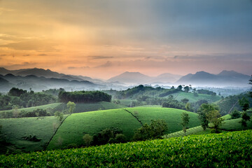 Poster - See the Long Coc tea hill, Phu Tho province, Vietnam in the morning mist. This is the most beautiful tea hill in Vietnam with hundreds and thousands of hills, large and small.