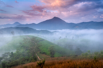 Poster - See the Long Coc tea hill, Phu Tho province, Vietnam in the morning mist. This is the most beautiful tea hill in Vietnam with hundreds and thousands of hills, large and small.