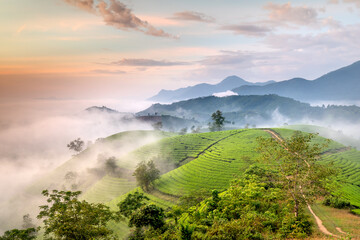 Poster - See the Long Coc tea hill, Phu Tho province, Vietnam in the morning mist. This is the most beautiful tea hill in Vietnam with hundreds and thousands of hills, large and small.