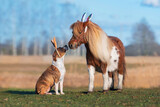 Fototapeta Pokój dzieciecy - Pony and dog with bunny ears on their heads. Funny Easter bunnies.