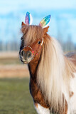 Fototapeta Pokój dzieciecy - Lovely shetland pony with bunny ears on its head. Funny Easter bunny.