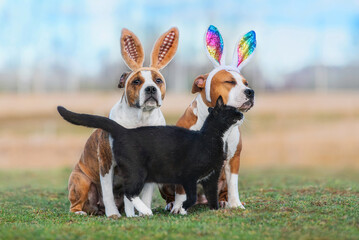 two dogs with bunny ears on their heads together with a cat. funny easter bunnies.
