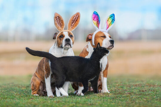 two dogs with bunny ears on their heads together with a cat. funny easter bunnies.