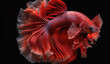 © Assyifa Sisters - 8k, realistic photo, high detailed, macro view, beautiful betta fish underwater photography isolated on black background. Generative ai