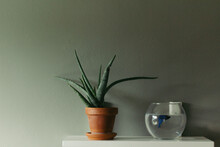 Close-up Of Potted Plant By Fish Tank On Table Against Wall