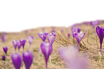 Wall Mural - Early spring crocus flowers with dried twigs isolated PNG photo with transparent background